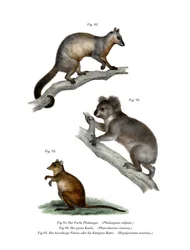 Common Ringtail Possum
